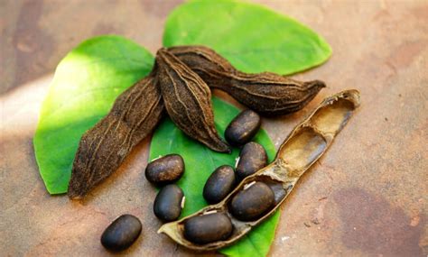 Velvet Bean: The Exotic Legume Of Mucuna Pruriens - HealthifyMe