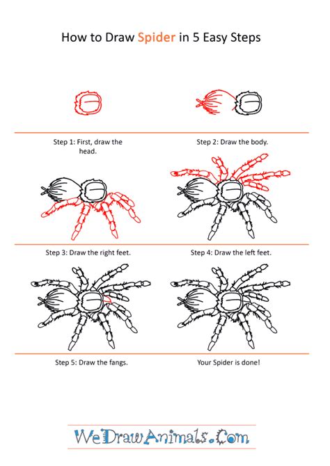 How to Draw a Realistic Spider