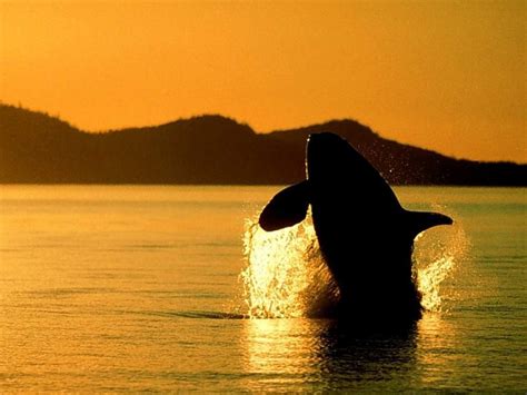 🔥 [50+] Little Whales Wallpapers | WallpaperSafari