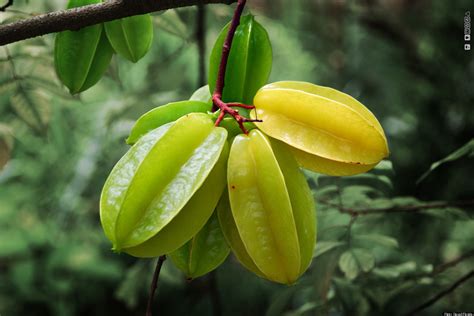 Star Fruit (Or Carambola): The Tropical Treat We Are Obsessed With | HuffPost