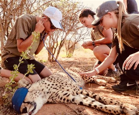 Wildlife Veterinary Experience - Totally Travel