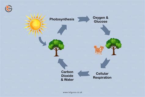 Describe the similarities between photosynthesis and respiration.