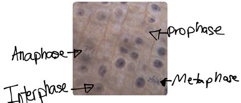 Mitosis Lab | william0912