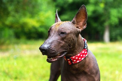 4 Xoloitzcuintli Breeders: Find The Best Unique Pet