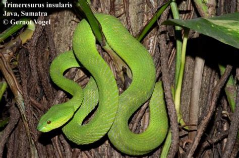 Trimeresurus insularis | The Reptile Database