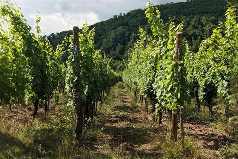 ‘Organic Was Too Easy’: Why Alsace Is Leading the Biodynamic Charge ...