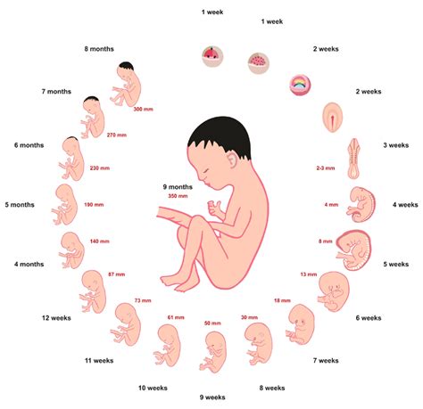 Pregnancy Stages: First Trimester To Third Trimester