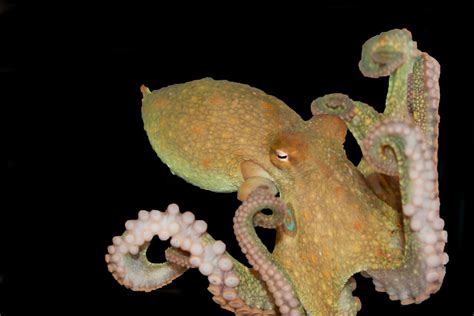 Octopus’ suction cups hold its taste and touch sensors — Harvard Gazette