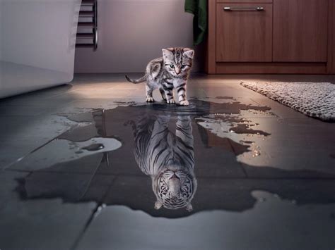 Tiger Cat Wallpapers - Top Free Tiger Cat Backgrounds - WallpaperAccess