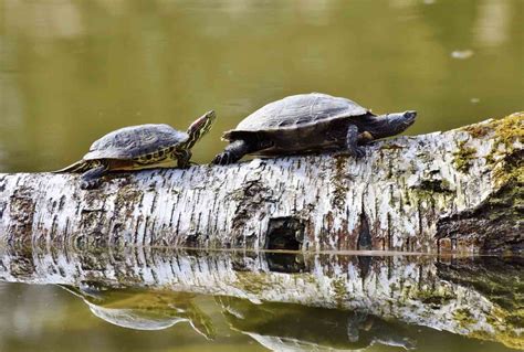 How To Create A Turtle Pond In Your Garden From Scratch - Gardeninguru