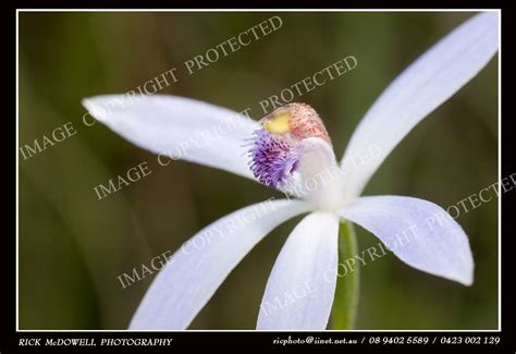 Richard McDowell Photography & Journalism: Western Australian orchids