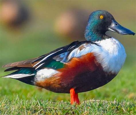 Northern shoveler | Birds of India | Bird World