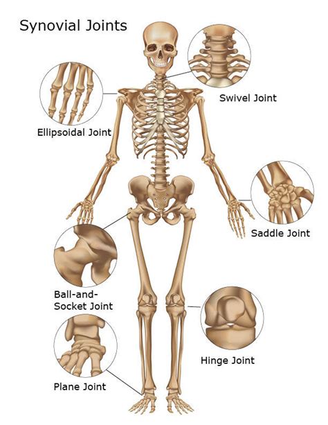 Skeletal System | Skeleton Bones, Joints, Cartilage, Ligaments, Bursae