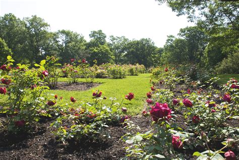 Essex County Rose Garden at Brookdale Park — Brookdale Park Conservancy