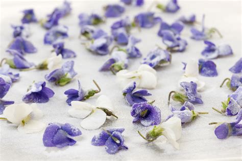 Candied Violets - Healthy Green Kitchen