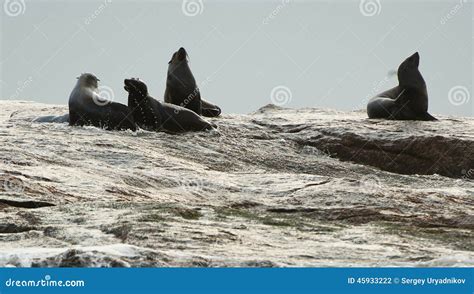 Seal Silhouette Stock Images - Download 602 Royalty Free Photos