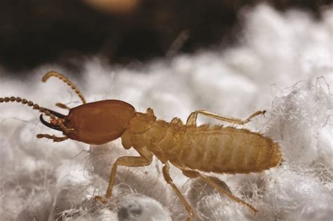 Do All Termites Produce Greenhouse Gas Emissions? - J&J Exterminating