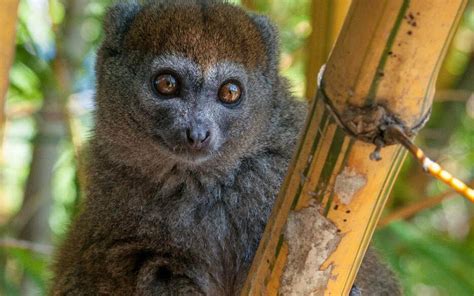 Lemurs of Madagascar | Golden Bamboo Lemur | AQUA-FIRMA Wildlife & Travel