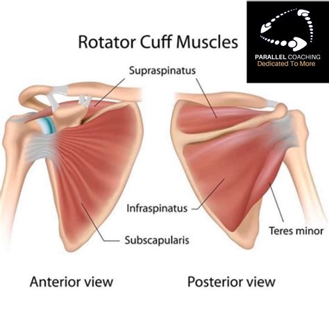 What are the rotator cuff muscles - parallel coaching news