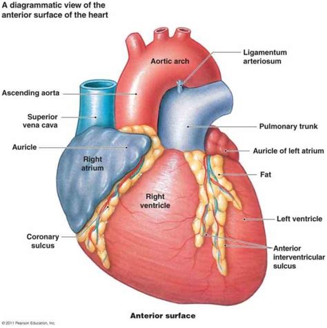 contains orifices it has a conical cavity apex which heart the Human Anterior Wall Of The Heart ...