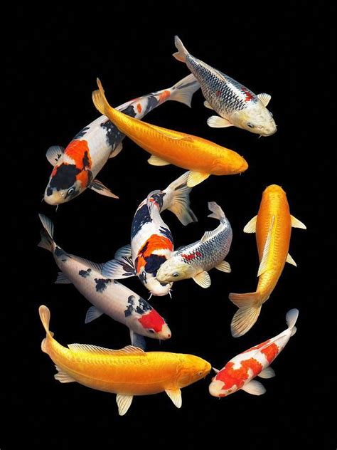 Fish Photograph - Colorful Japanese Koi Vertical by Gill Billington # ...