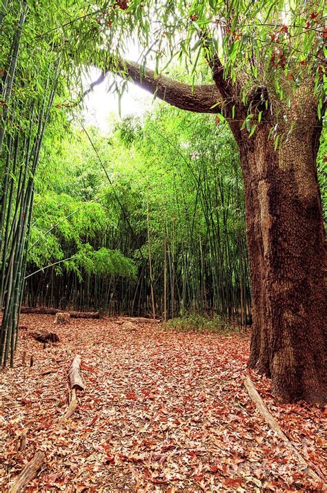 Patch of Light at the Rutgers Garden Bamboo Forest Photograph by John Rizzuto - Fine Art America