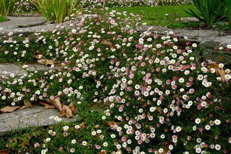 Erigeron karvinskianus – Ballyrobert Gardens