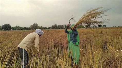 farmers Trouble on rain, advice postpone harvesting mustard crop in ...