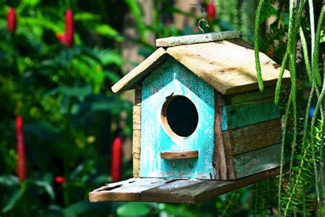 Some Tips Bird House Placement