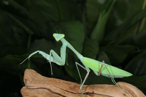 Giant Asian Mantis (Hierodula membranacea) length: 20 cm Asia Insects For Sale, Small Insects ...