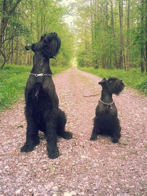 Giant Schnauzer - Temperament, Lifespan, Shedding, Puppy