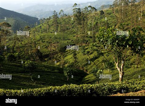 Nuwara Eliya tea plantations Stock Photo - Alamy