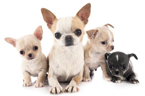 Chihuahua Puppies For Sale - AKC PuppyFinder