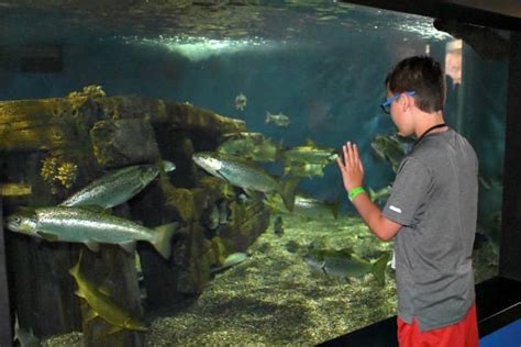 Niagara Falls Aquarium - One-of-a-Kind Seal Experience - Juggling Act Mama