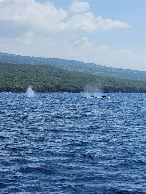 Whale Migration to Hawaii | Sea Paradise