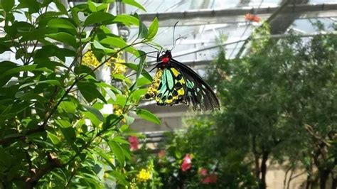 The Butterfly Pavilion Is Denver's Best Butterfly House