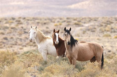 Wild Horses of Nevada Pyrography by Cheryl Broumley - Pixels