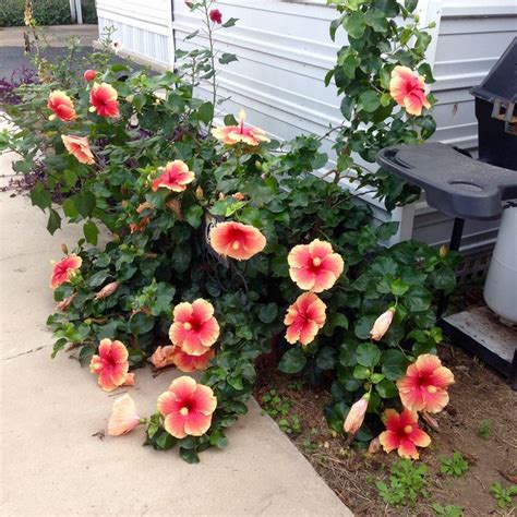 How to Prune Hibiscus: 10 Steps (with Pictures) - wikiHow