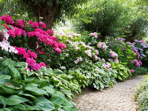 Planting Near Rhododendrons – Rhododendron And Azalea Companions