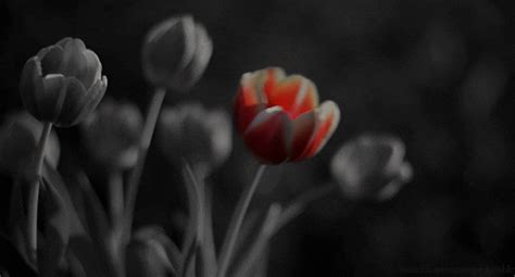 Tulip Flowers GIFs - Find & Share on GIPHY