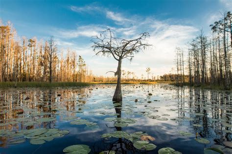 Take Action: Protect Okefenokee Swamp from a Titanium Mine - Waterkeeper