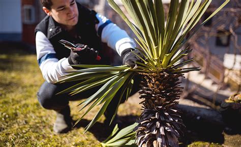 How to Care for Palm Trees - The Home Depot