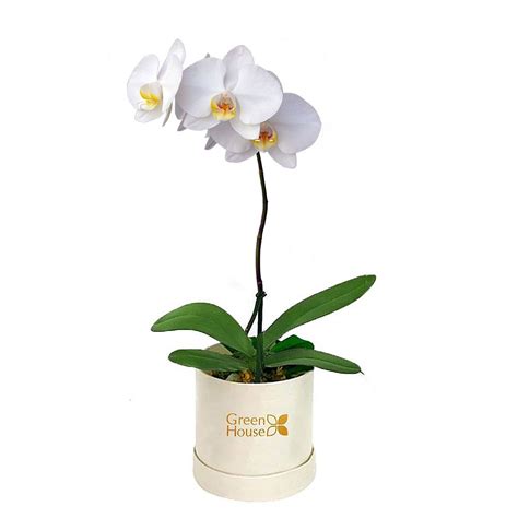 PLANTA DE ORQUIDEA PHALAENOPSIS - MEDIANA (BOX BLANCO)