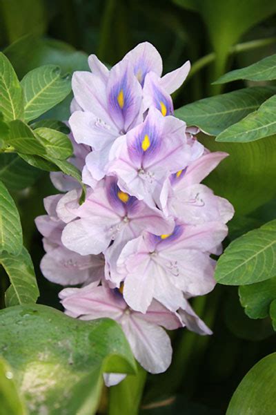 The PondPlant Girl's Blog: More About Water Hyacinth Care