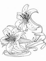 Lily Flower coloring pages Download And Print sketch template