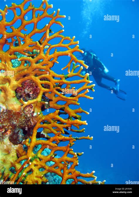 coral reef with fire coral Stock Photo - Alamy