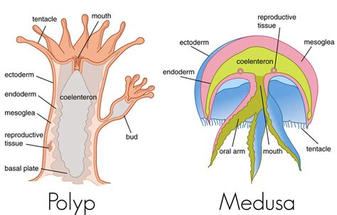 Cnidarians Have What Type Of Gut