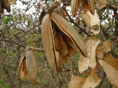 10 plantas do cerrado, conhecer para preservar - Aquele Mato