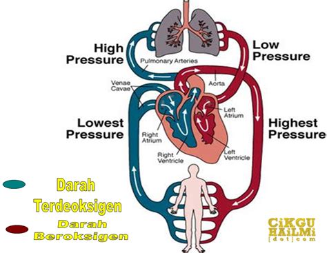 Sistem Peredaran Darah Dalam Badan Manusia