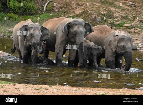 Elephant forest herd hi-res stock photography and images - Alamy